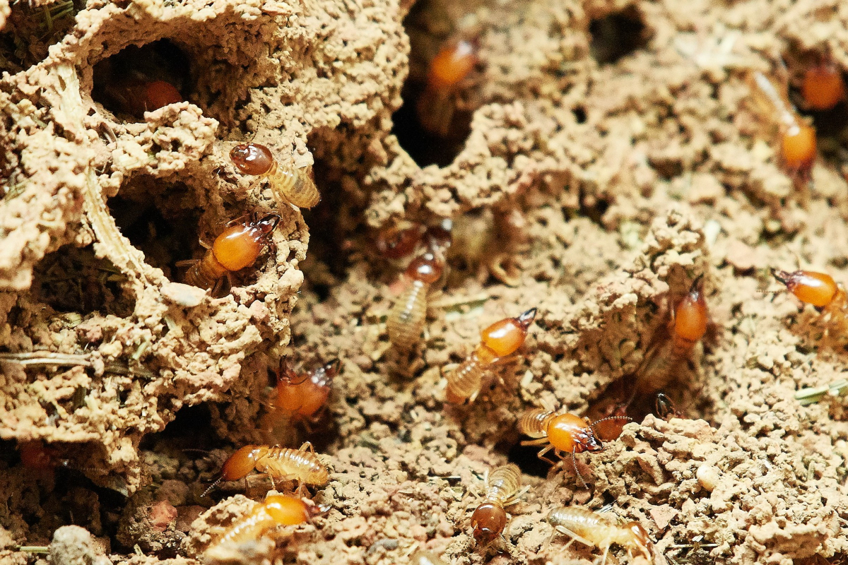 Raleigh Residents Can Rest Assured with Sustainable Pest’s Termite Treatment Solutions