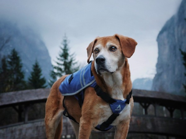 The New DOGPAK K9 Backpack is Changing the Face of Dog Adventure 1