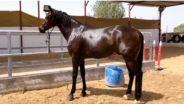 Horse Ownership is No More A Dream – Metahorse Announces The First-ever Real Horse MYKONOS 50, an Anglo-Arabian Crossbreed Horse, is Entering the Metaverse with its New Owner Very Soon. 1