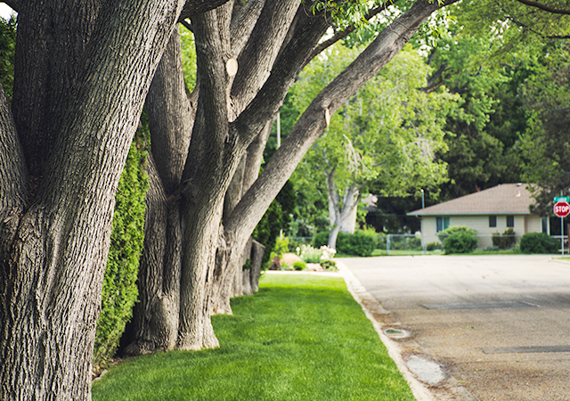 Pasadena Tree Services Opens Its Services to Homeowners Outside Pasadena 1