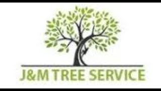 J&M Tree Service Moreno Valley Uses Tree Removal to Reduce Tree Overcrowding 1