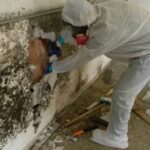 Mold Removal And Mold Remediation Services Eliminate Health and Structural Issues