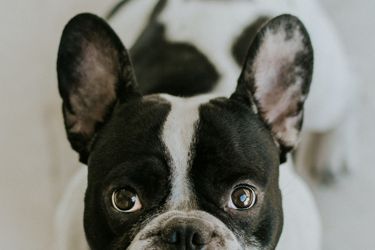 Tips for Finding French Bulldog Puppies for Sale in PA According to Realtimecampaign.com 1