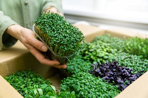Microgreens Market Research Report 2023-2028: Top Key Players Analysis, Future Growth Opportunity, Demand and Forecast 3